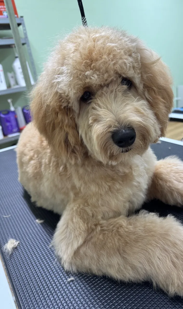 Goldendoodle im Teddyschnitt nach der Pflege bei Schöne Schnauzen